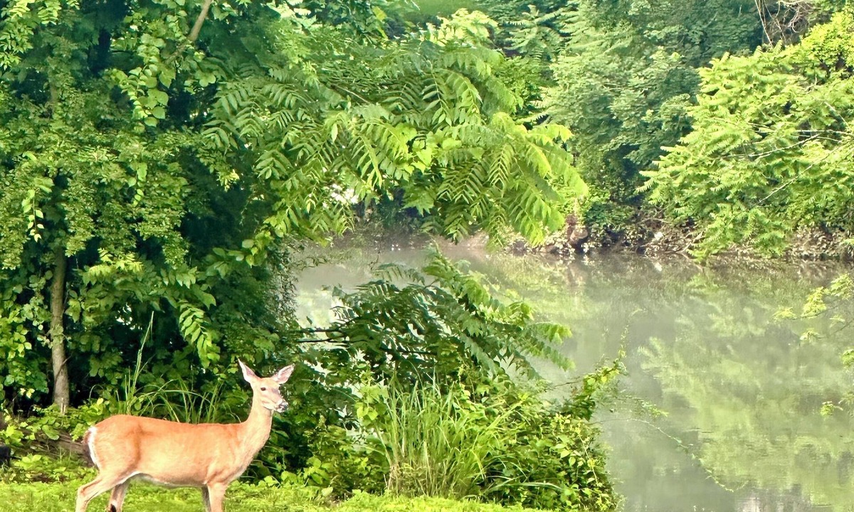 Grafton House | Riverfront Escape - Firepit, Lawn Games & Summer Adventures!