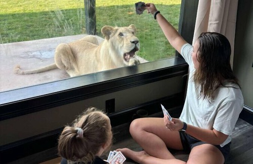 Town of Sullivan House | Big Cat Bungalows at The Haven - Lion 4