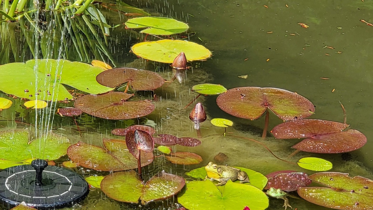 Photo of Outdoor in Lodi