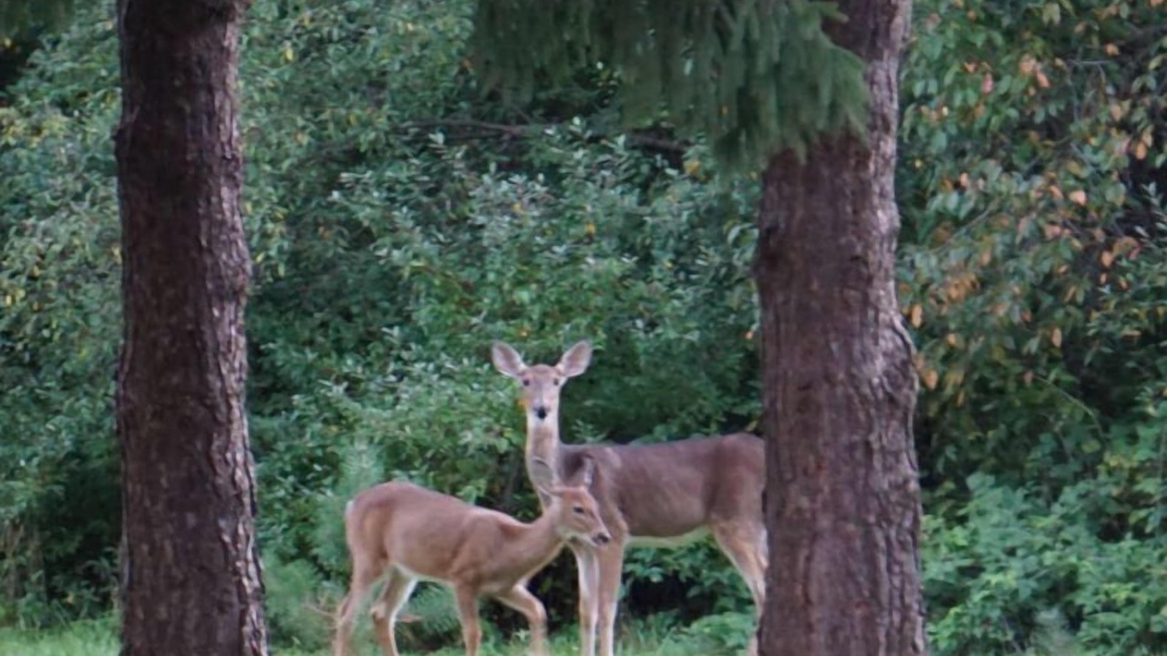 Photo of Outdoor in Lapeer