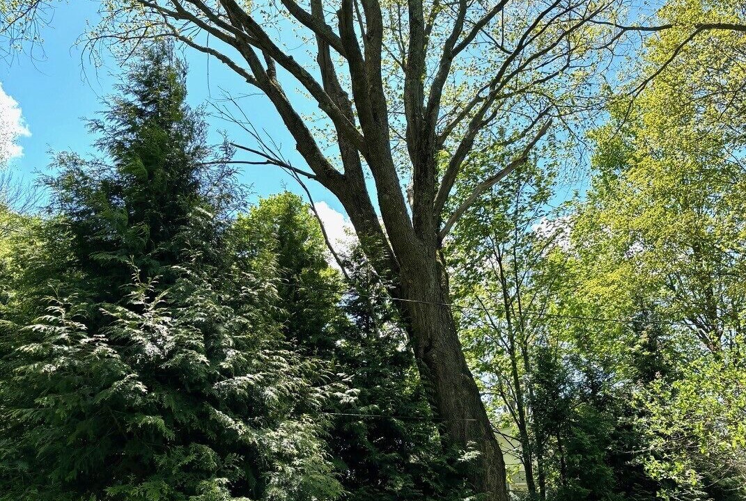 Photo of Outdoor in Chautauqua